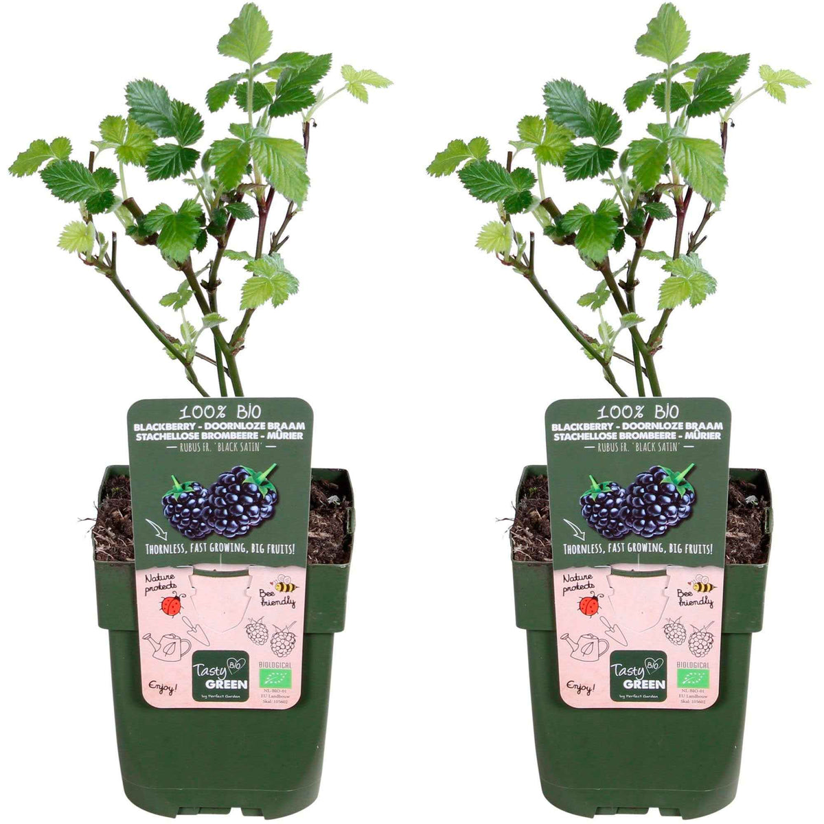 Rubus fruticosus 'Black Satin' - Mûrier sans épines 'Black Satin' - Mûriers