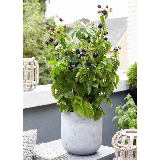 Mûrier nain Rubus 'Little Black Prince' Noir - Bio - Bakker