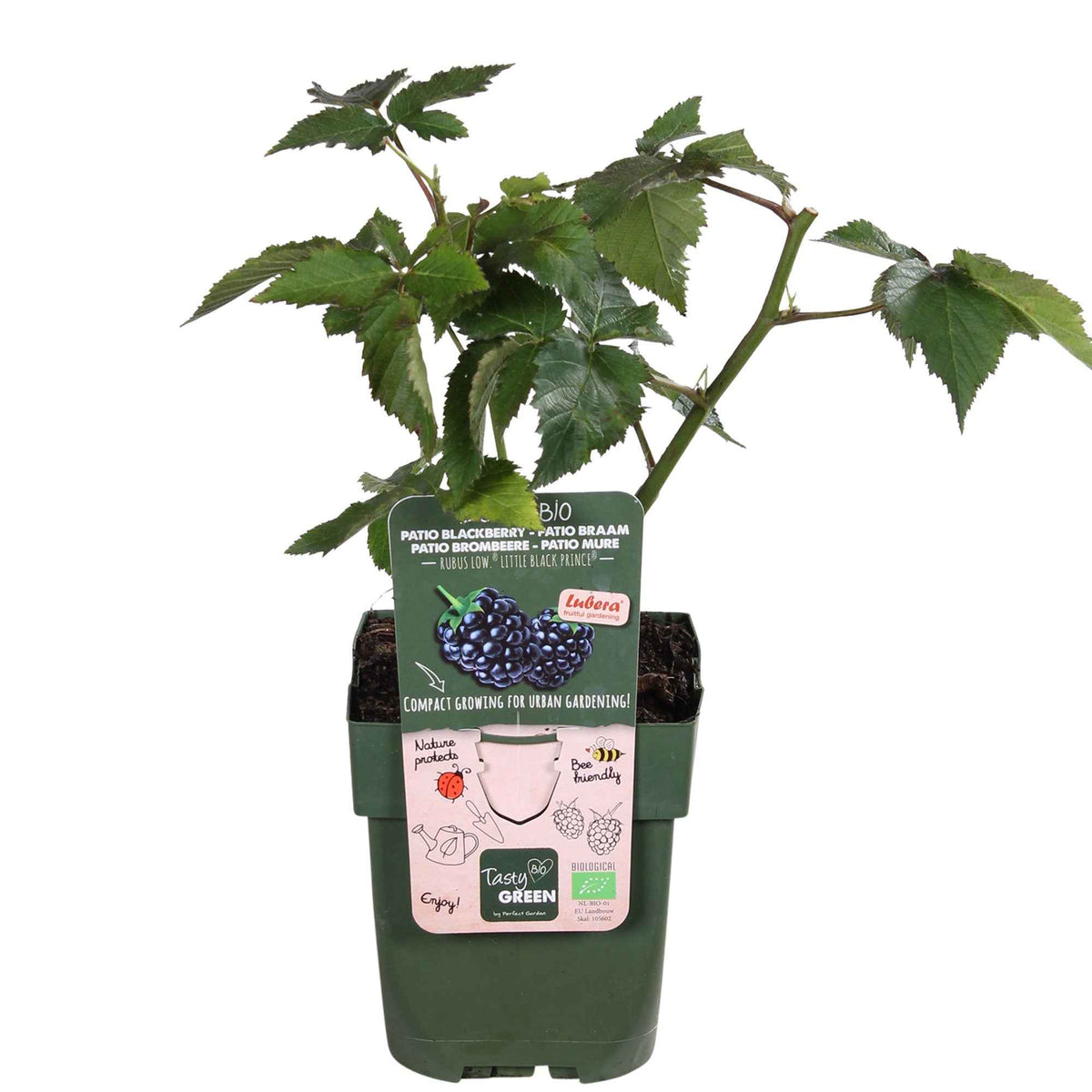 Rubus fruticosus 'Little Black Prince' - Mûrier nain  Rubus 'Little Black Prince' Noir - Bio - Mûriers