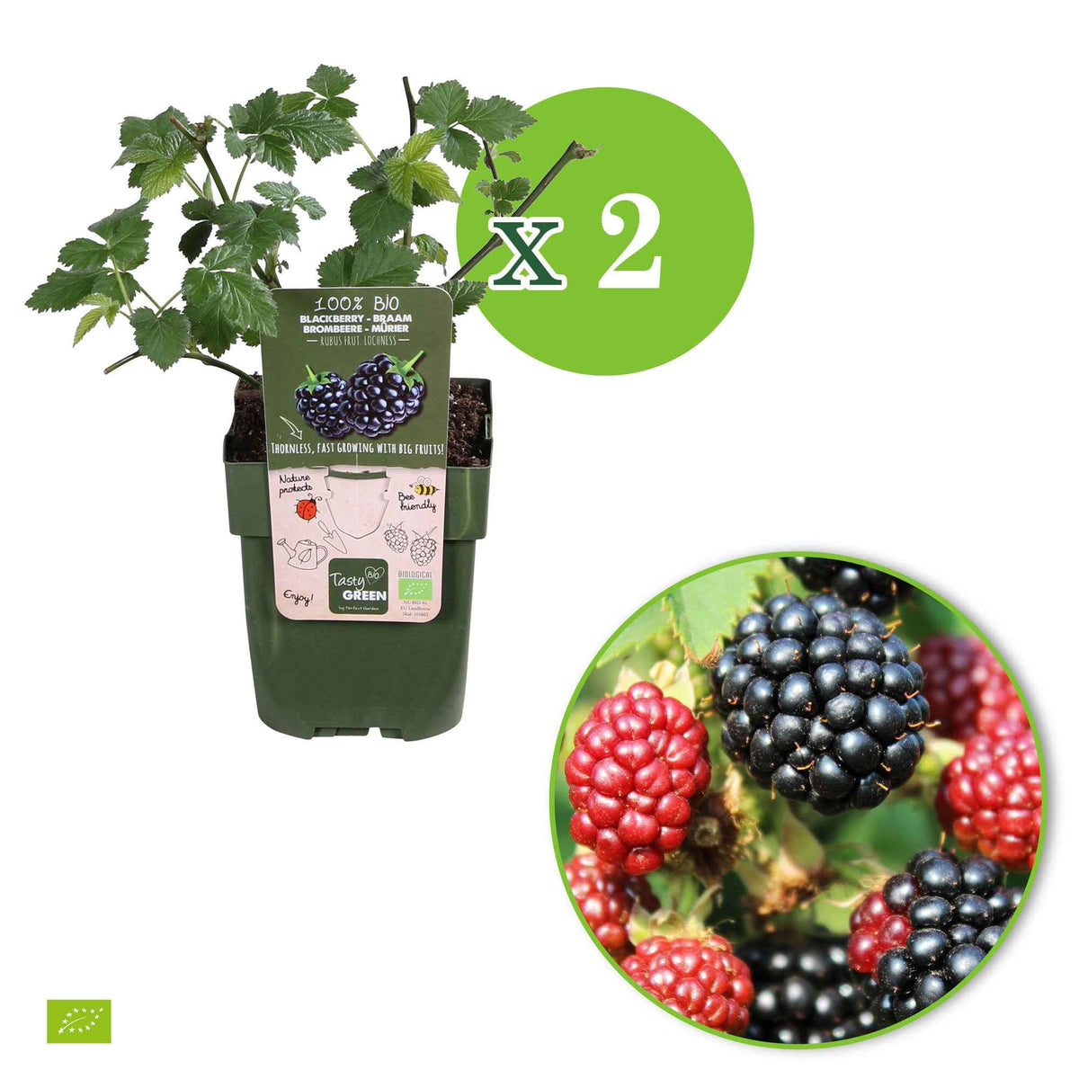 Mûriers - Mûrier nain  Rubus 'Little Black Prince' Noir - Bio - Rubus fruticosus 'Little Black Prince'