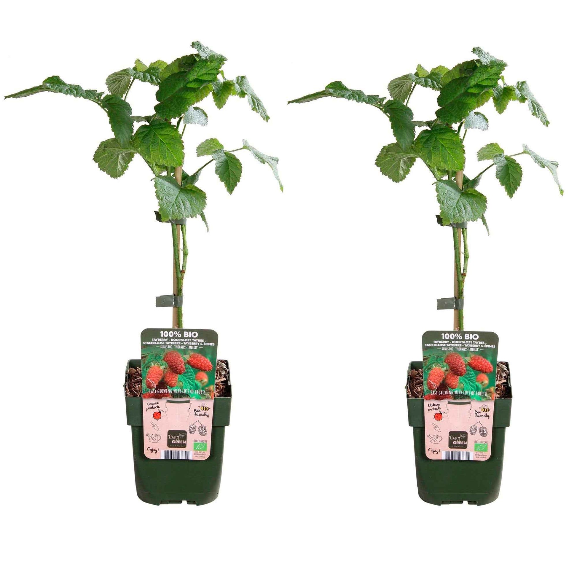 Mûre-framboise Tayberry - hauteur de livraison 30-60 cm, pot de Diamètre 13 cm - Caractéristiques des plantes - undefined