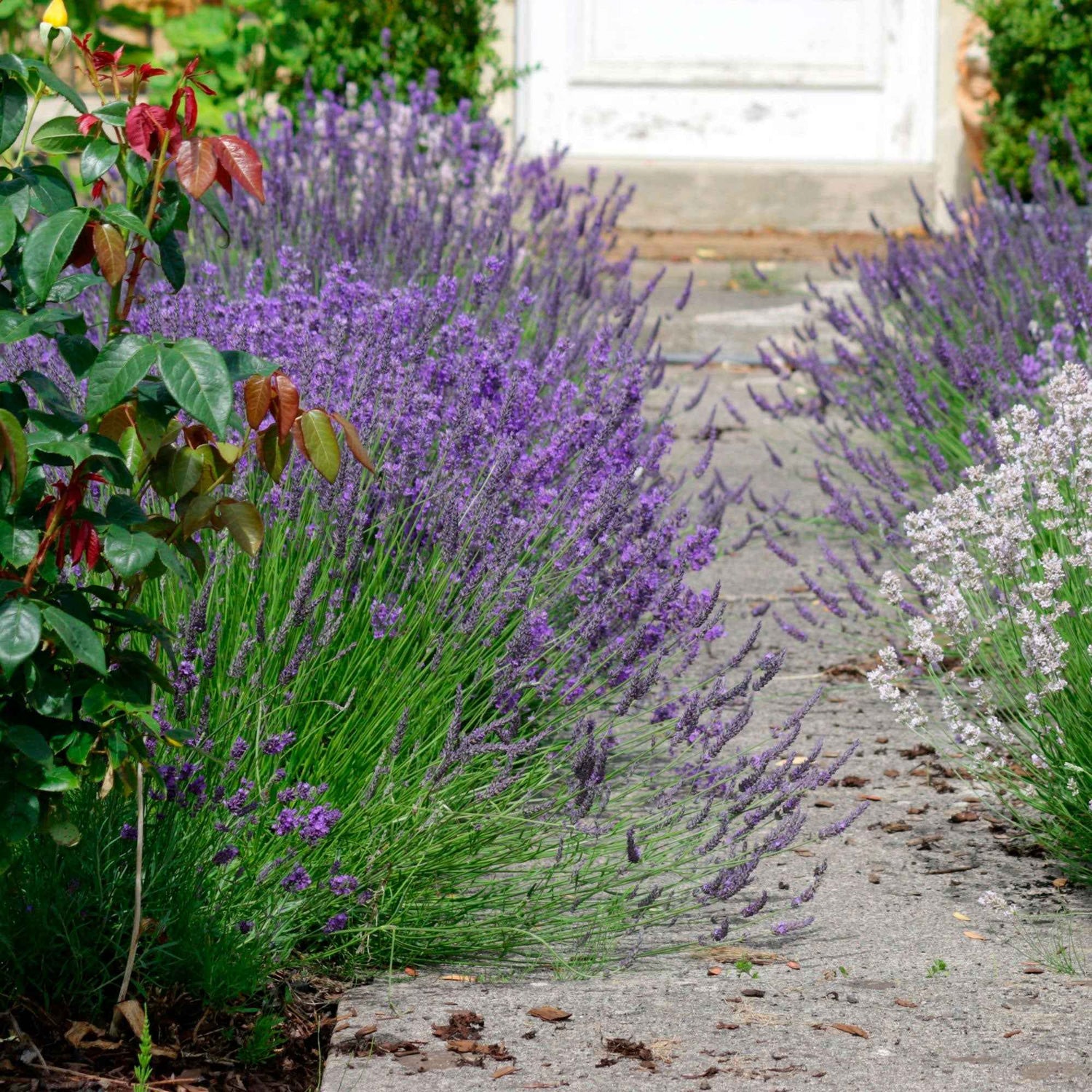 Fleurs à couper