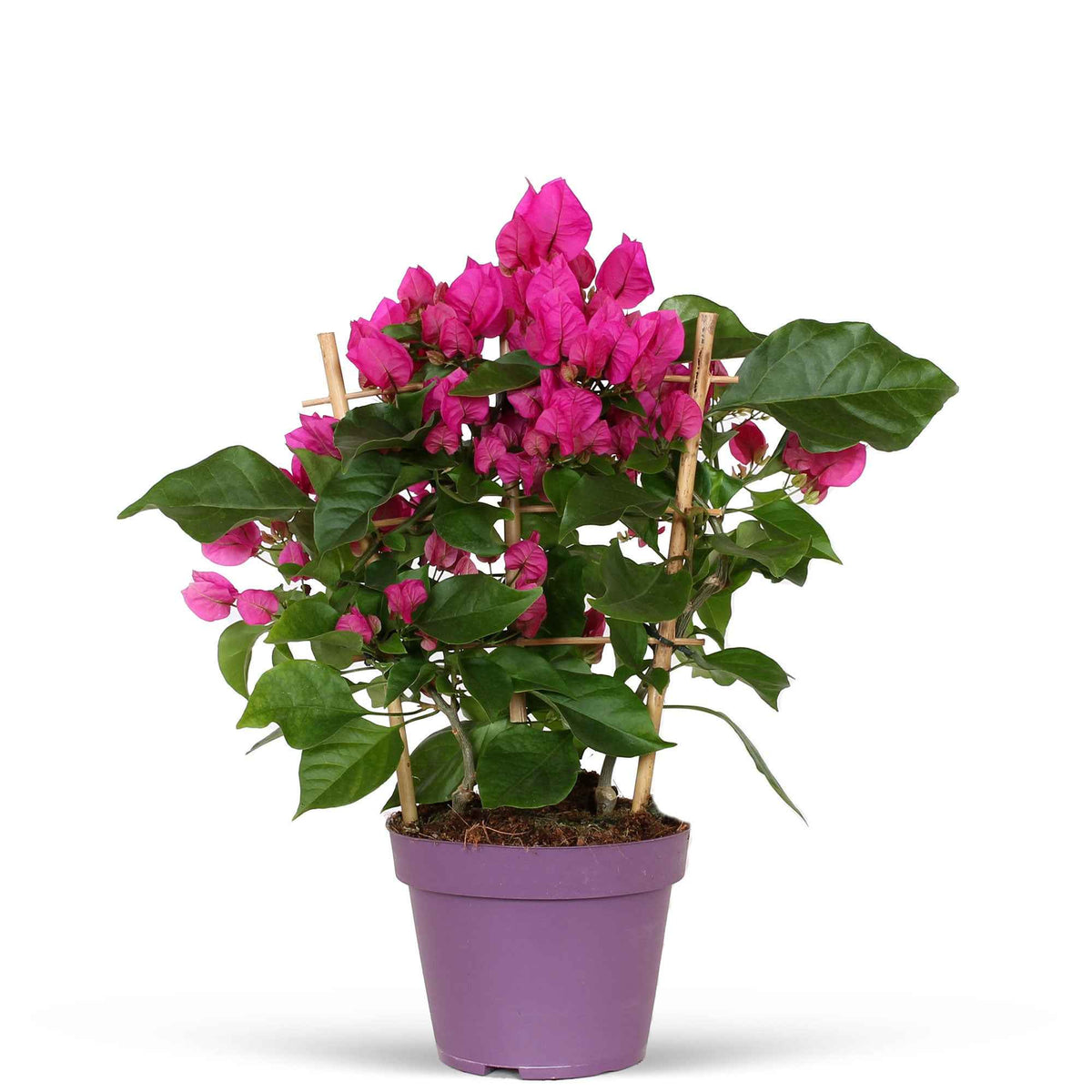 Bougainvillier - Bougainvillier 'Vera Deep Purple' - Bougainvillea spectabilis 'vera deep purple'