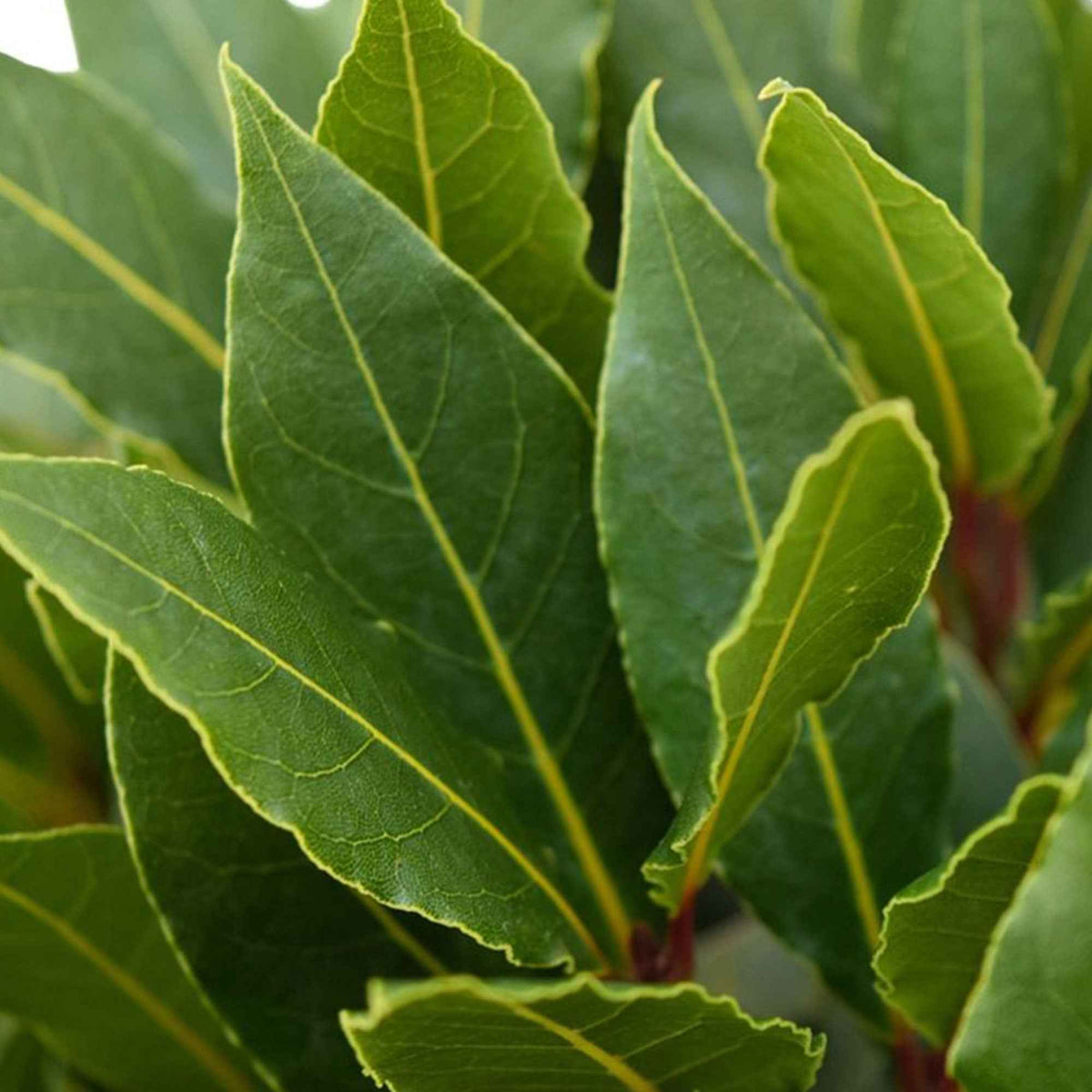 Laurier-sauce - Laurus nobilis - Bakker