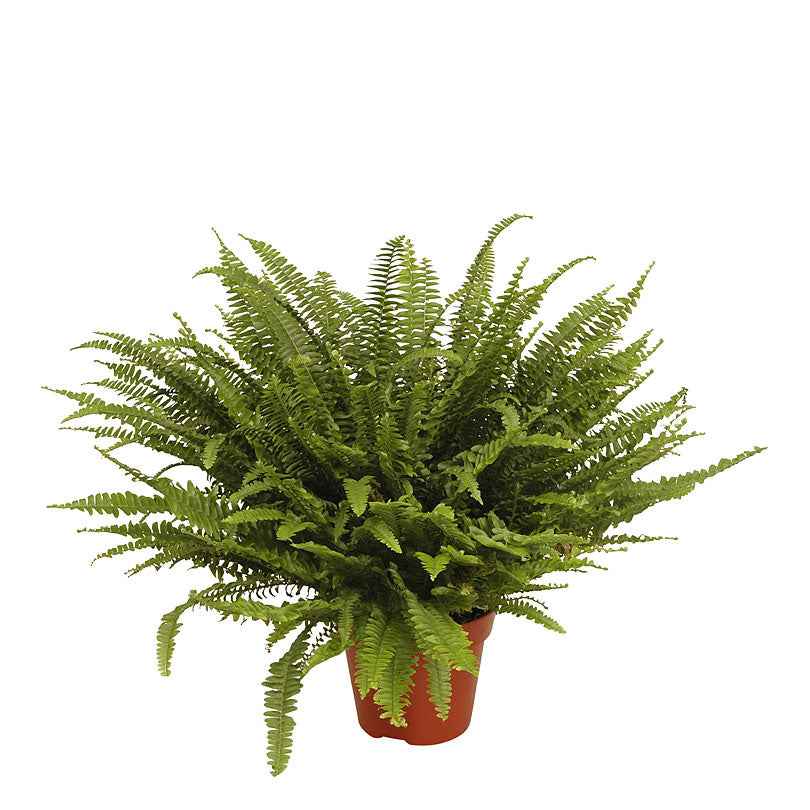 Fougère de Boston Nephrolepis Green Lady - 1x hauteur de livraison 40-45 cm, pot de Diamètre 17 cm - Petites plantes d intérieur - undefined