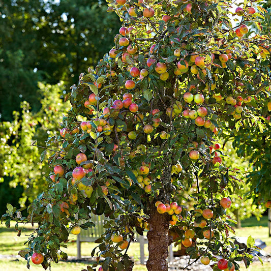 Pommier 'Elstar' - Bakker