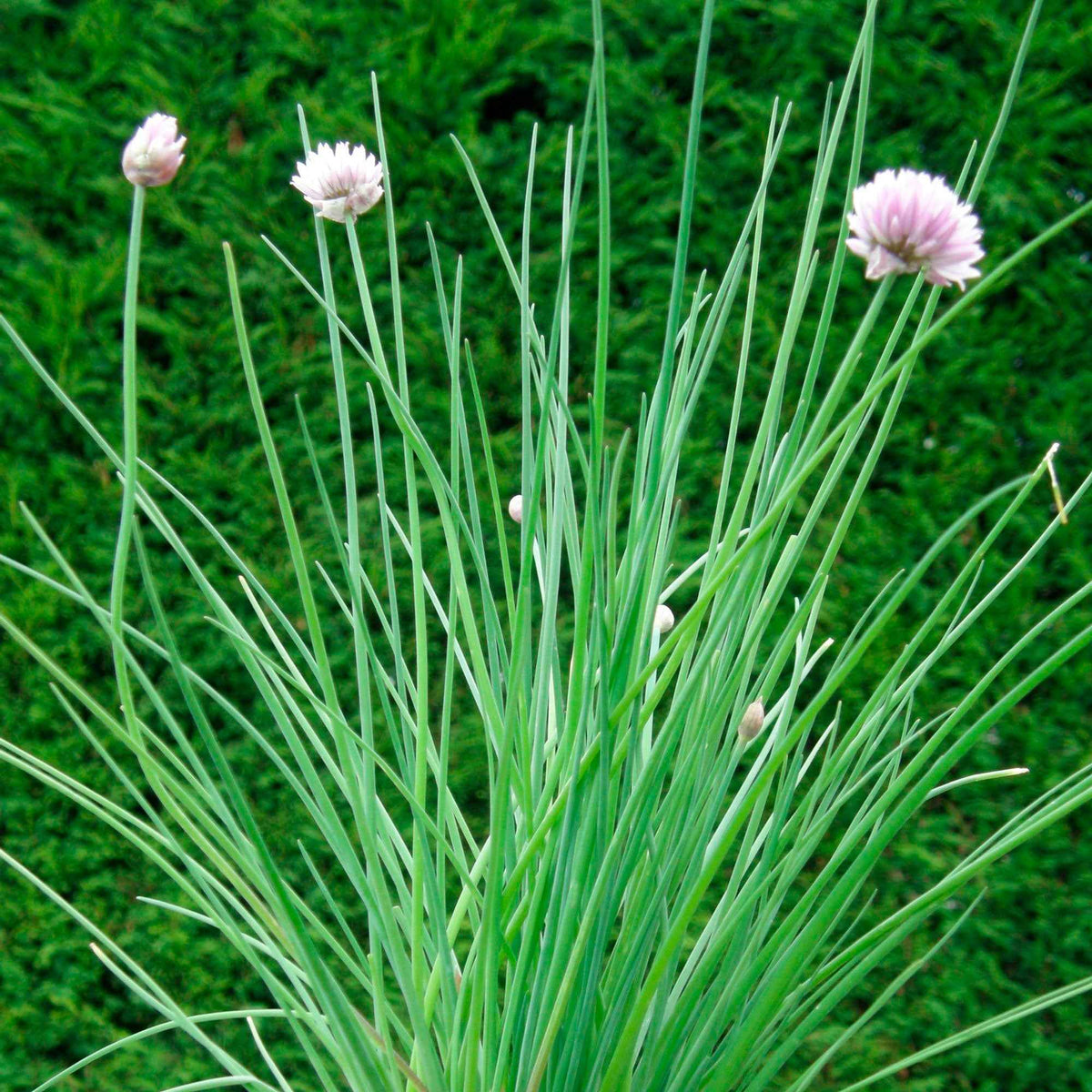 Ciboulette bio - Allium schoenoprasum - Bakker