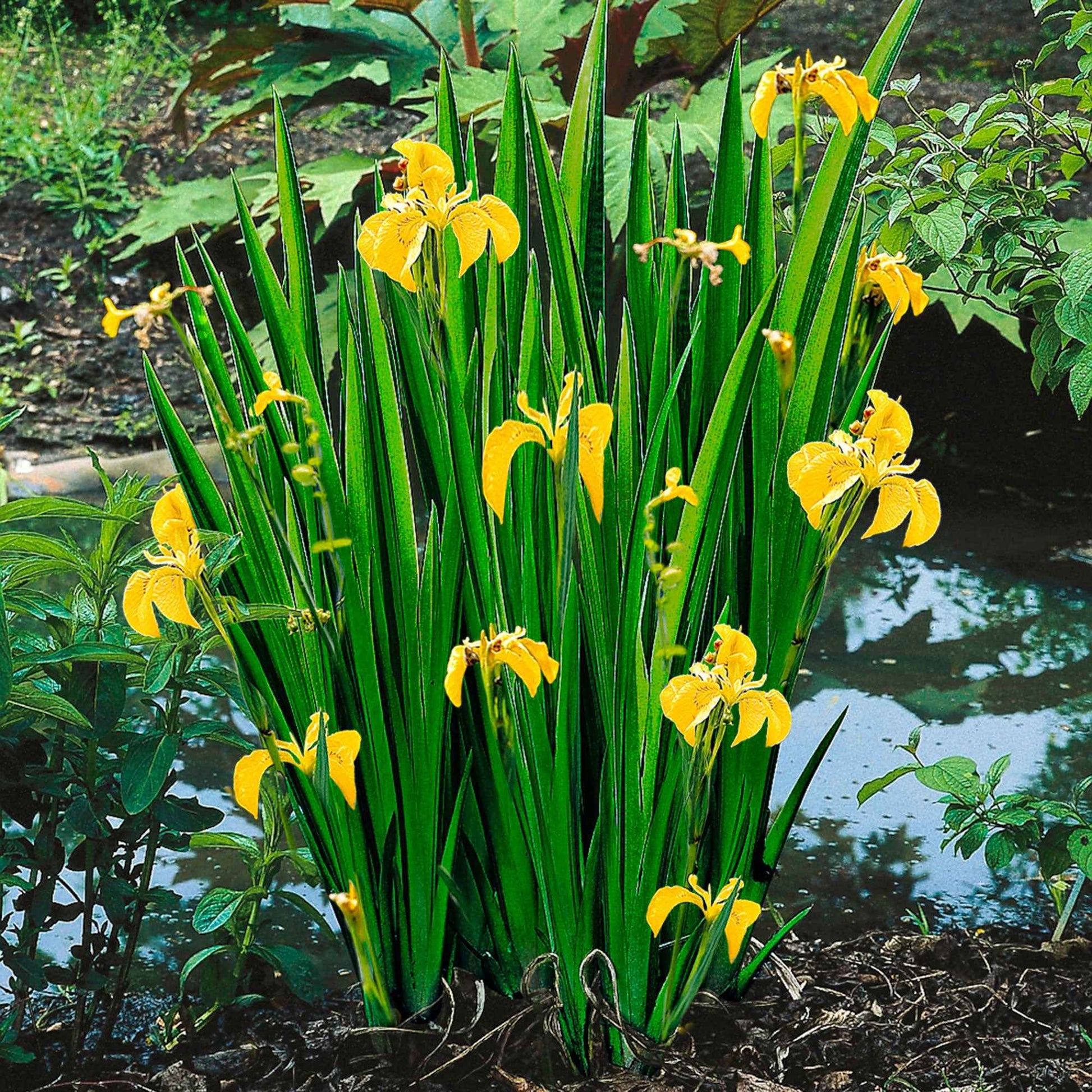 Iris jaune pseudacorus jaune - Plante des marais, Plante de berge - Bassin naturel