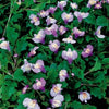 Mazus reptans 'Blue' violet - Bassin naturel