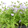Mazus reptans Blue - Bakker