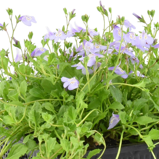 Mazus reptans Blue - Bakker