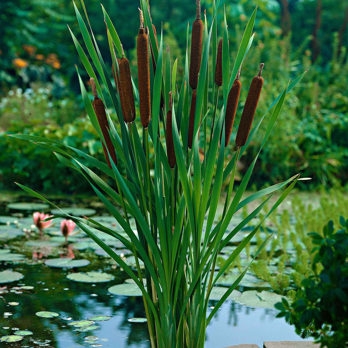 Massette à feuilles étroites - Roseaux - Bakker