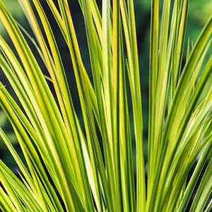 Acorus gramineus Ogon - Acore graminée 'Ogon' - Toutes les plantes de bassin