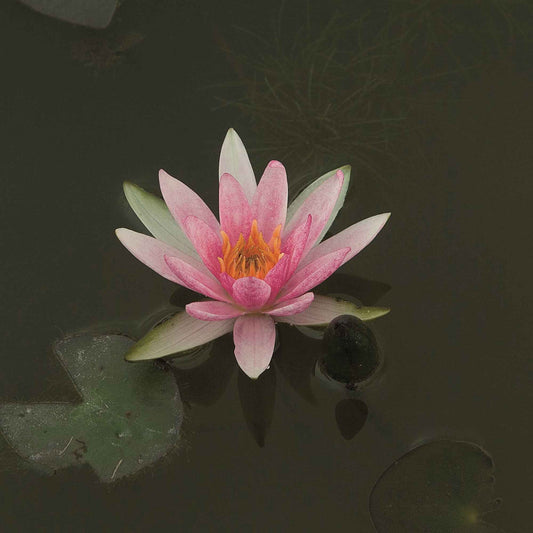 Nénuphar nain 'Pygmaea Rubra' - Bakker