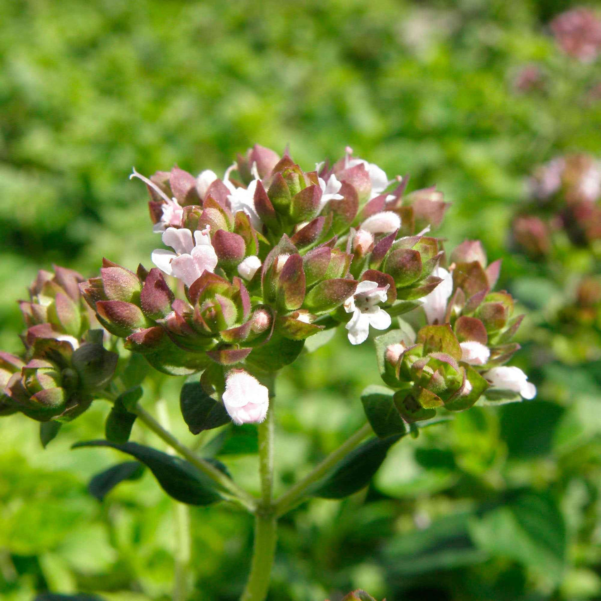 Origanum vulgare - Origan commun - Plants d'aromatiques