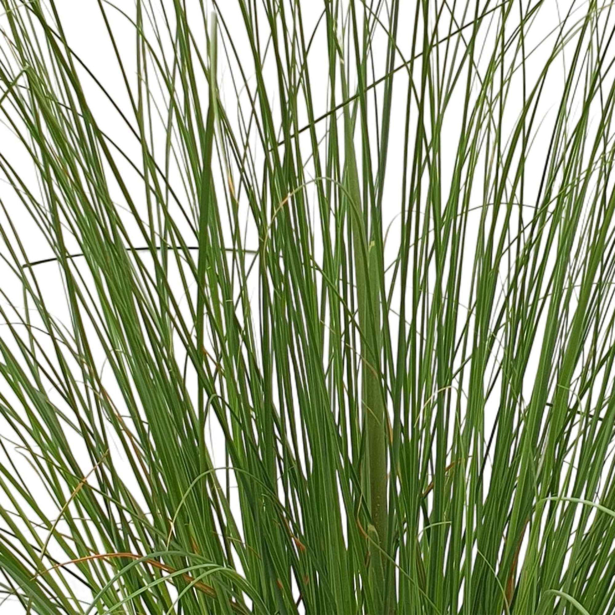 Herbe de la pampa 'Evita' - Cortaderia selloana monstruosa - Bakker