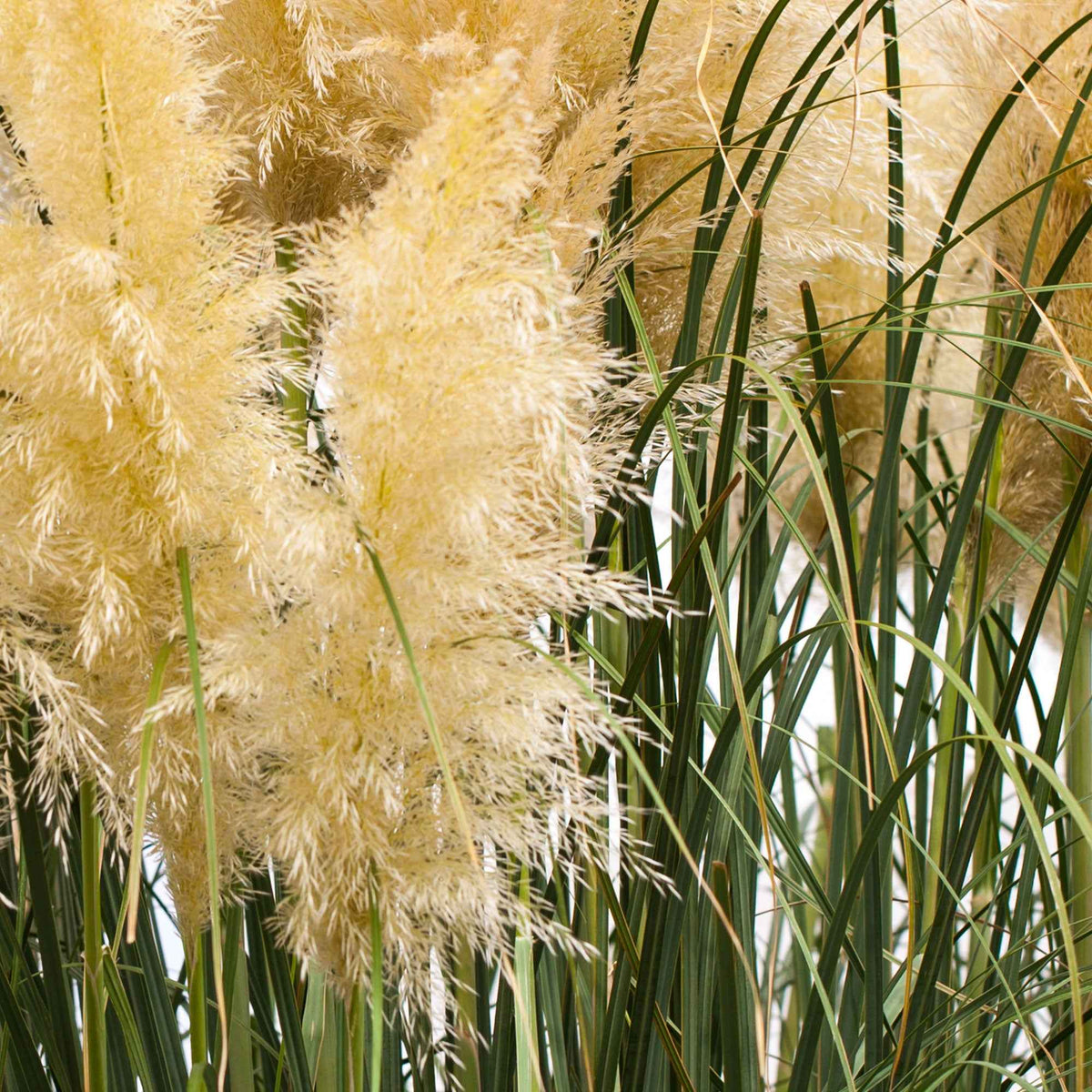 Cortaderia selloana monstruosa - Herbe de la pampa 'Evita' - Herbe de la pampa - Cortaderia