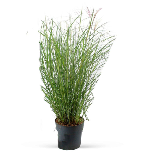 Roseau de Chine 'Red Chief' - Bakker