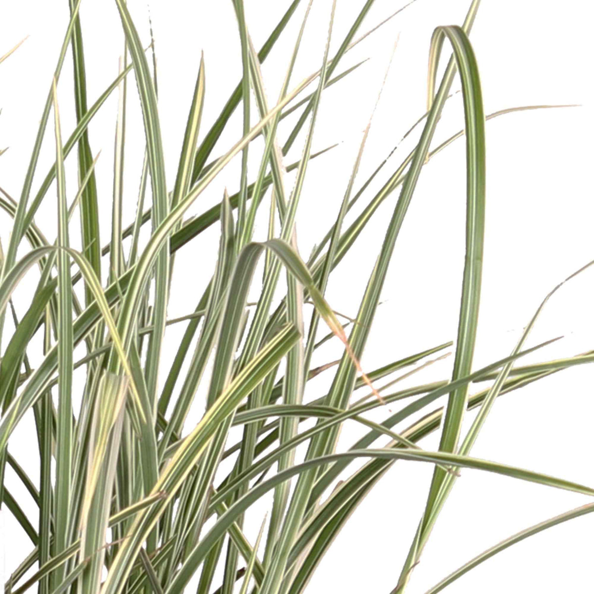 Miscanthus sinensis variegatus - Roseau de Chine 'Variegatus' - Eulalie - Miscanthus