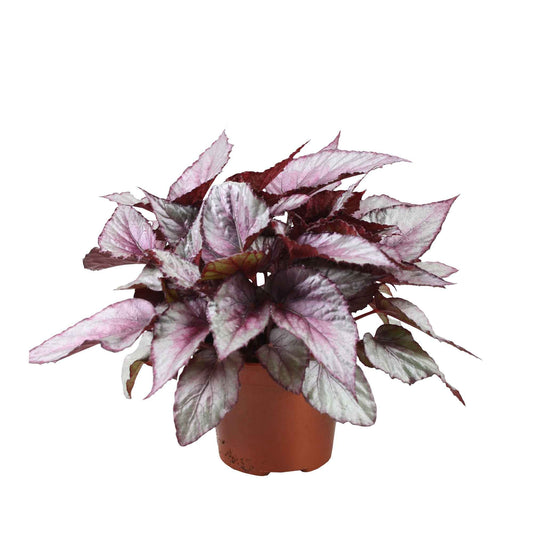 Bégonia Begonia 'Maori Haze' - Collection colorée
