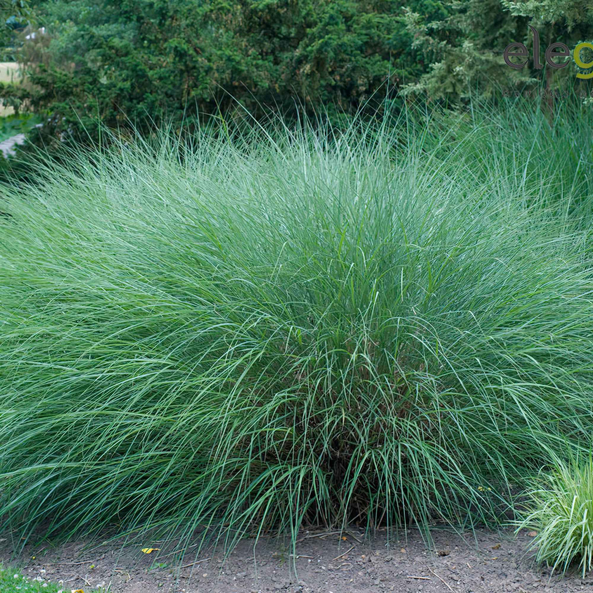 Miscanthus sinensis gracillimus - Roseau de Chine 'Gracillimus' - Eulalie - Miscanthus