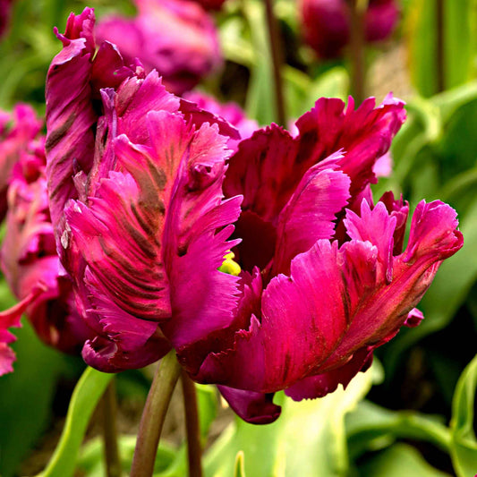 10 Tulipes perroquet Negrita Parrot - Bakker