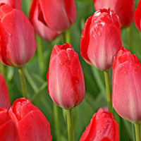 25x Tulipes Tulipa 'Van Eijk' rouge - Bulbes de fleurs populaires