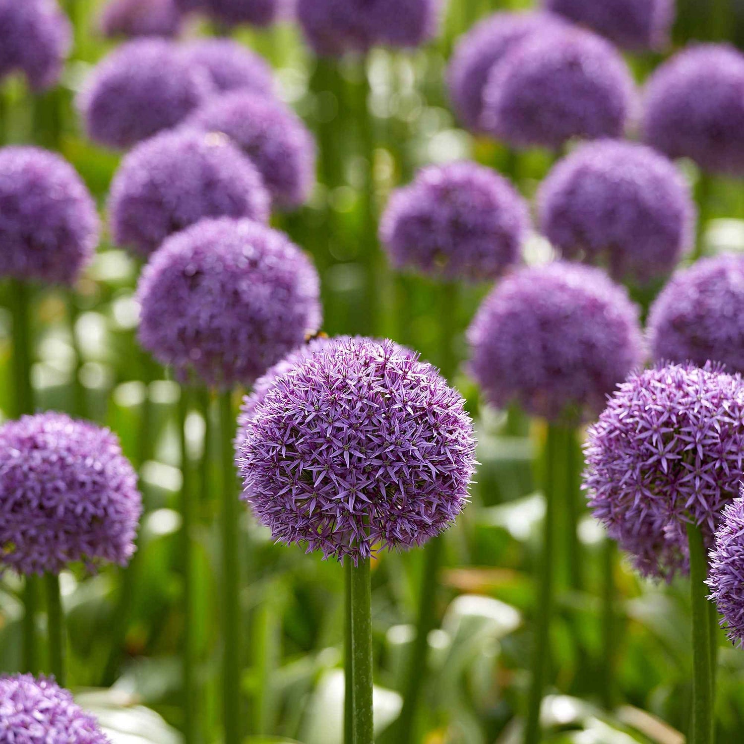 Bulbes à grandes fleurs