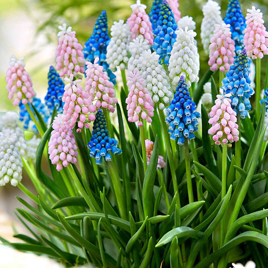 20x Muscaris Muscari - Mélange 'Mix of Miniatures' bleu-rose-blanc - Arbustes à papillons et plantes mellifères