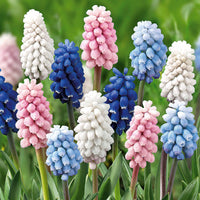 25 Muscaris en mélange - Muscari - Bakker