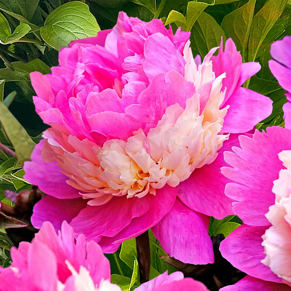 Pivoines - Mélange de 3 pivoines : Immaculée, Sorbet, Red Charm - Paeonia lactiflora x Sorbet, Immaculée, Red Charm