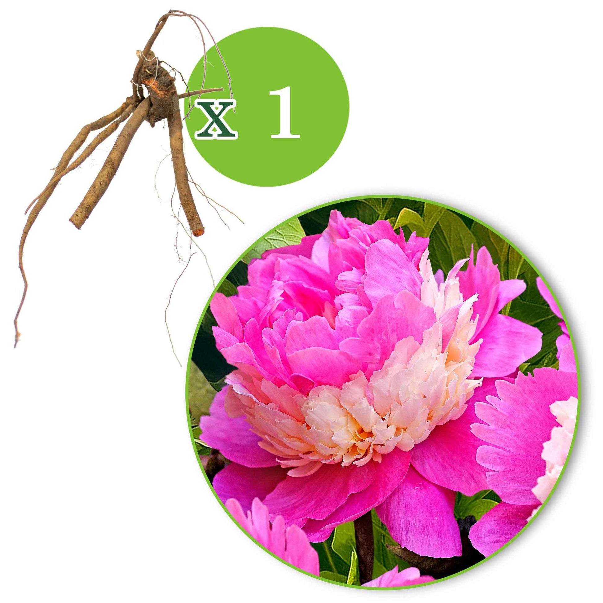 Pivoine Sorbet - 1x emballage (1 pièces) - Arbustes à papillons et plantes mellifères - undefined