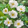 Anémone du Japon à fleurs doubles - Caractéristiques des plantes