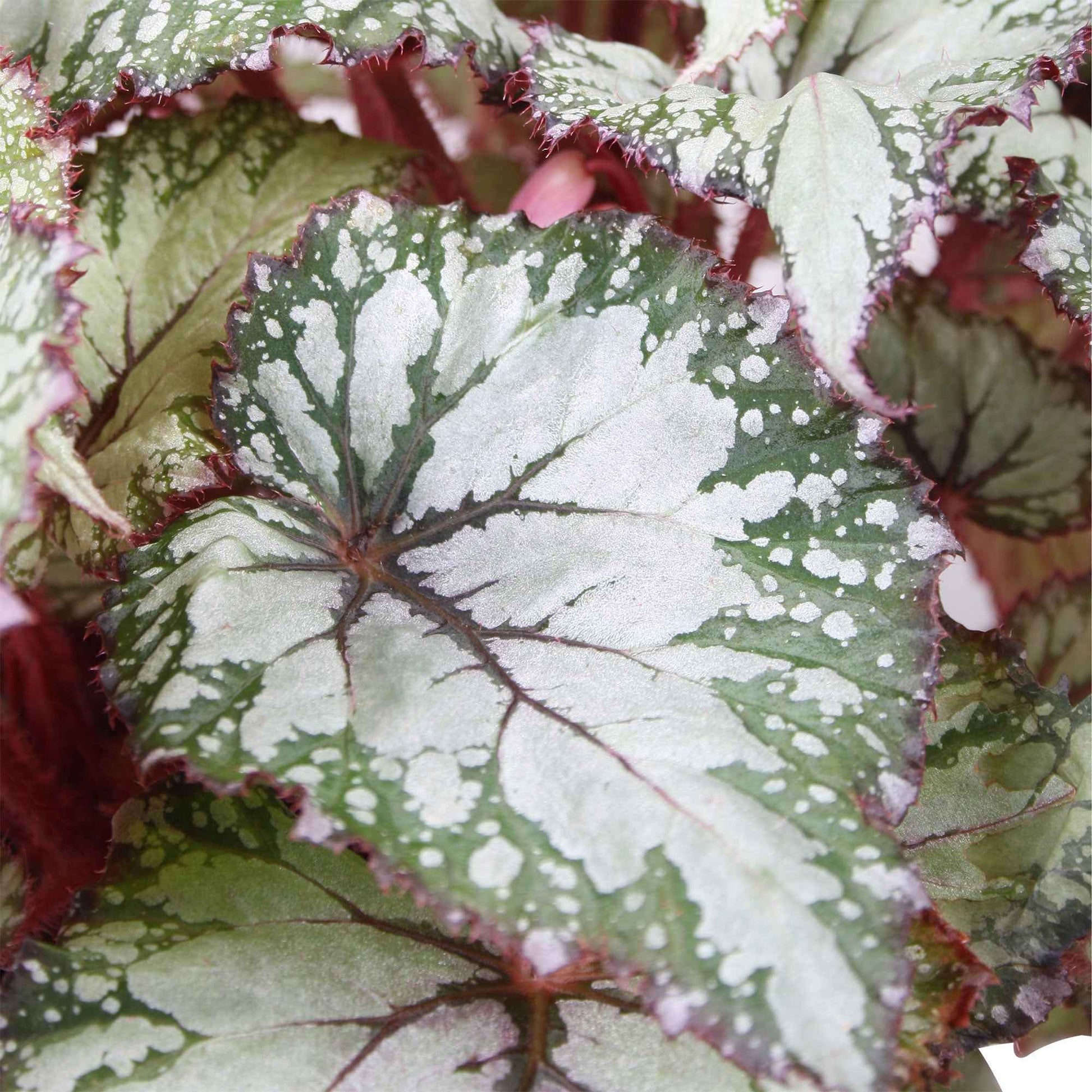 Bégonia Begonia 'Asian Tundra' - Nouvelles plantes d'intérieur