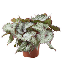 Bégonia Begonia 'Asian Tundra' - Petites plantes d'intérieur