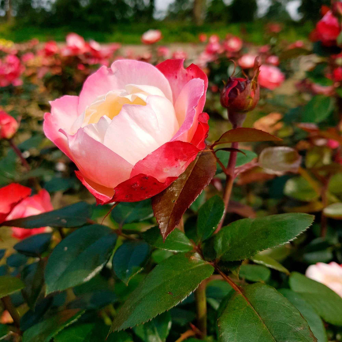 Collection de 3 Rosiers sans entretien - Rosa doris tysterman, nostalgie, barkarole - Bakker