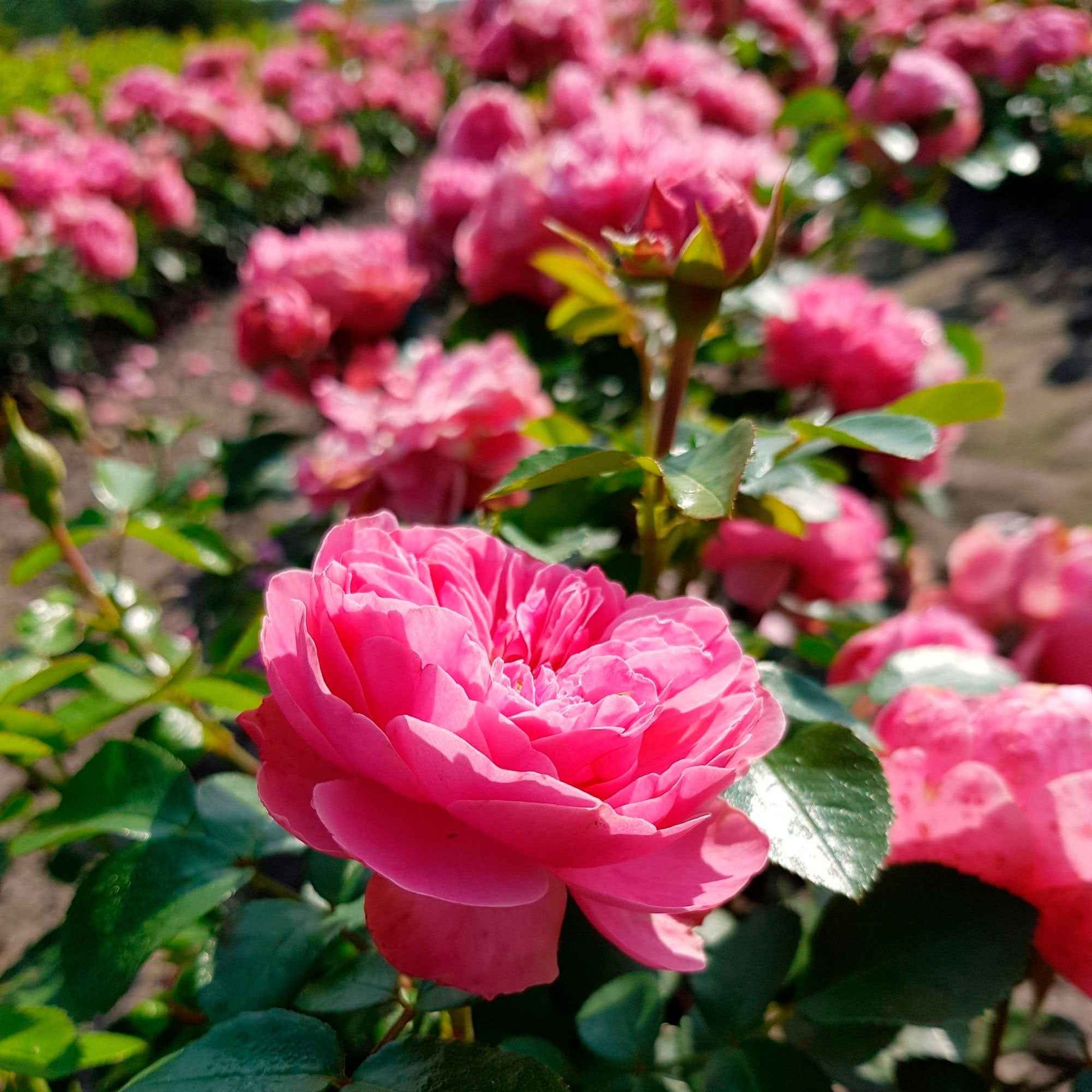 Rosier à fleurs groupées 'Leonardo da Vinci' - Caractéristiques des plantes