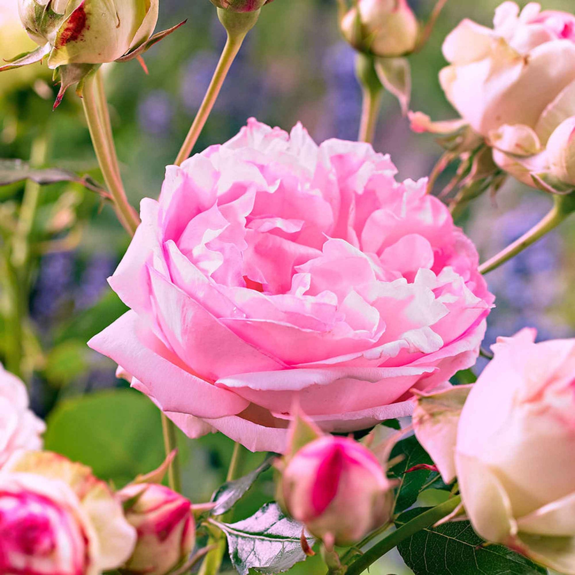 Rosier à fleurs groupées 'Leonardo da Vinci' - Plantes d'extérieur