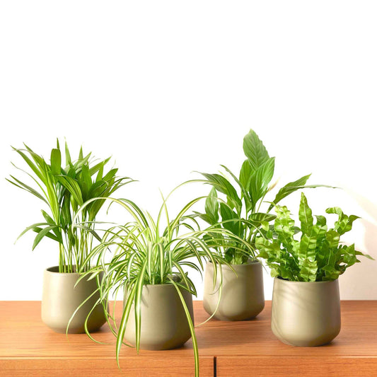 Collection de 4 plantes dépolluantes - Bakker