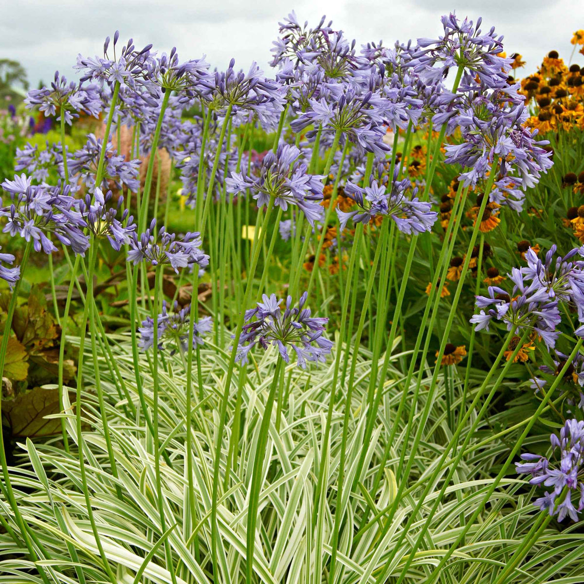 Agapanthe 'Silver Moon' - Bakker
