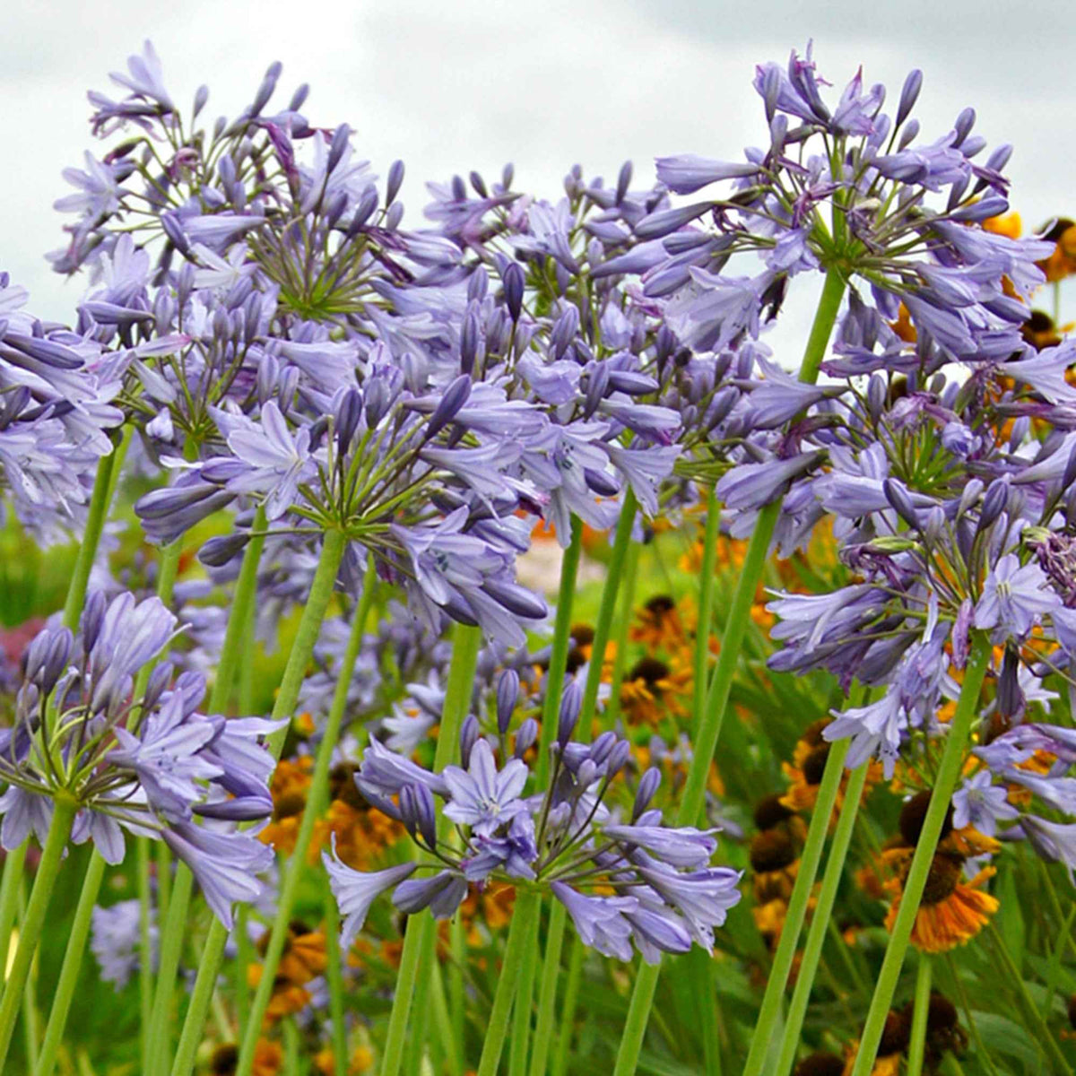 Agapanthe 'Silver Moon' - Agapanthus Silver Moon - Bakker