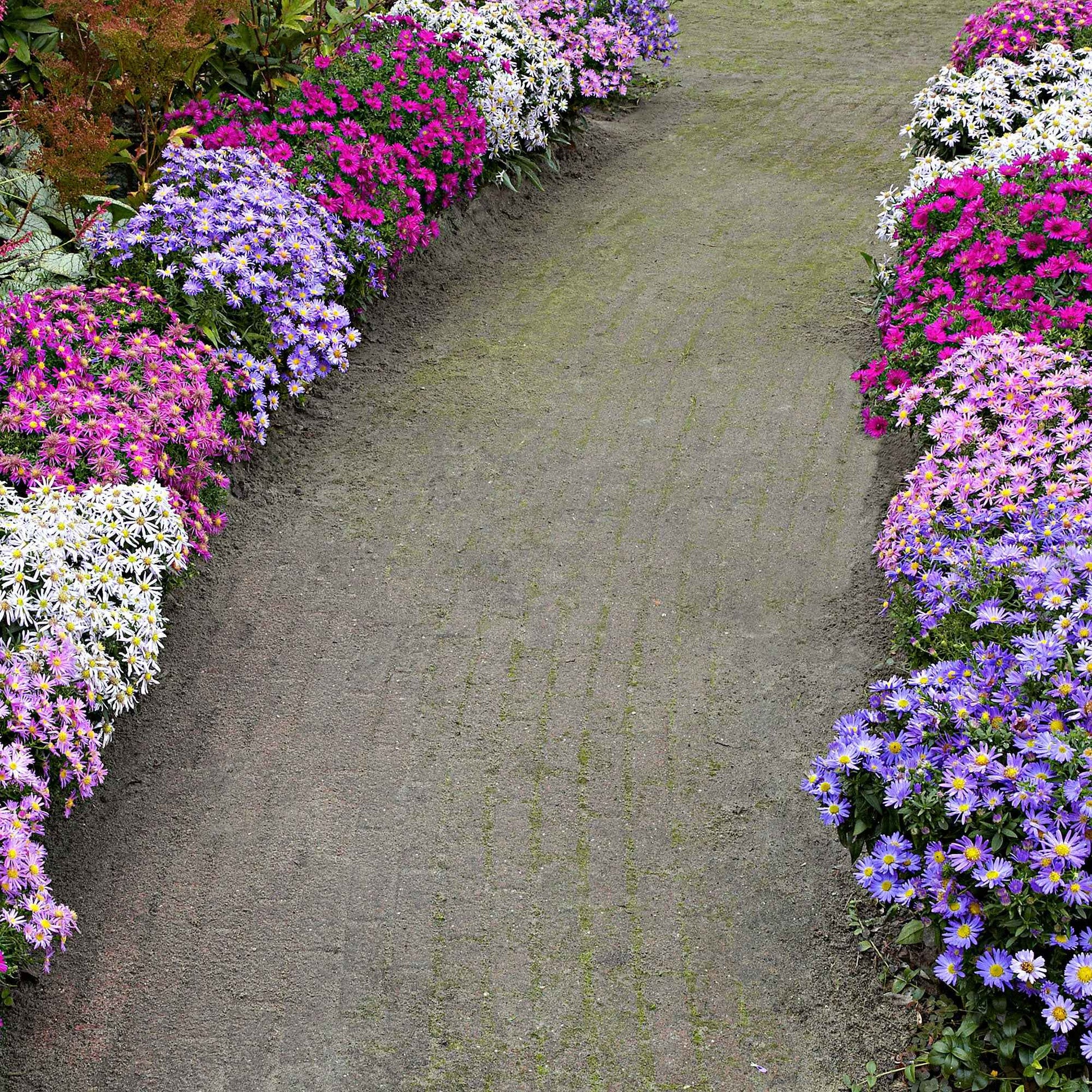 Aster 'Wood's Light Blue' - Bordures complètes