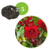 Begonia retombant Scarlet - 1x emballage (5 bulbes) - Bulbes d été - undefined