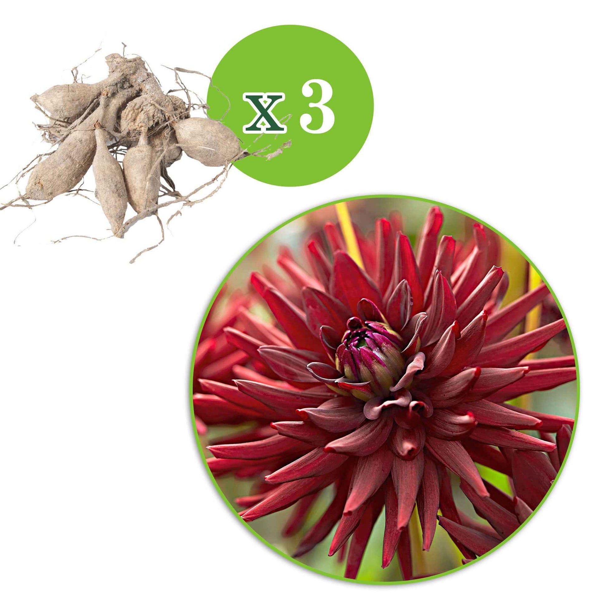 Dahlia tamburo - 3 Dahlias cactus presque noir Tamburo - Bulbes de Dahlia