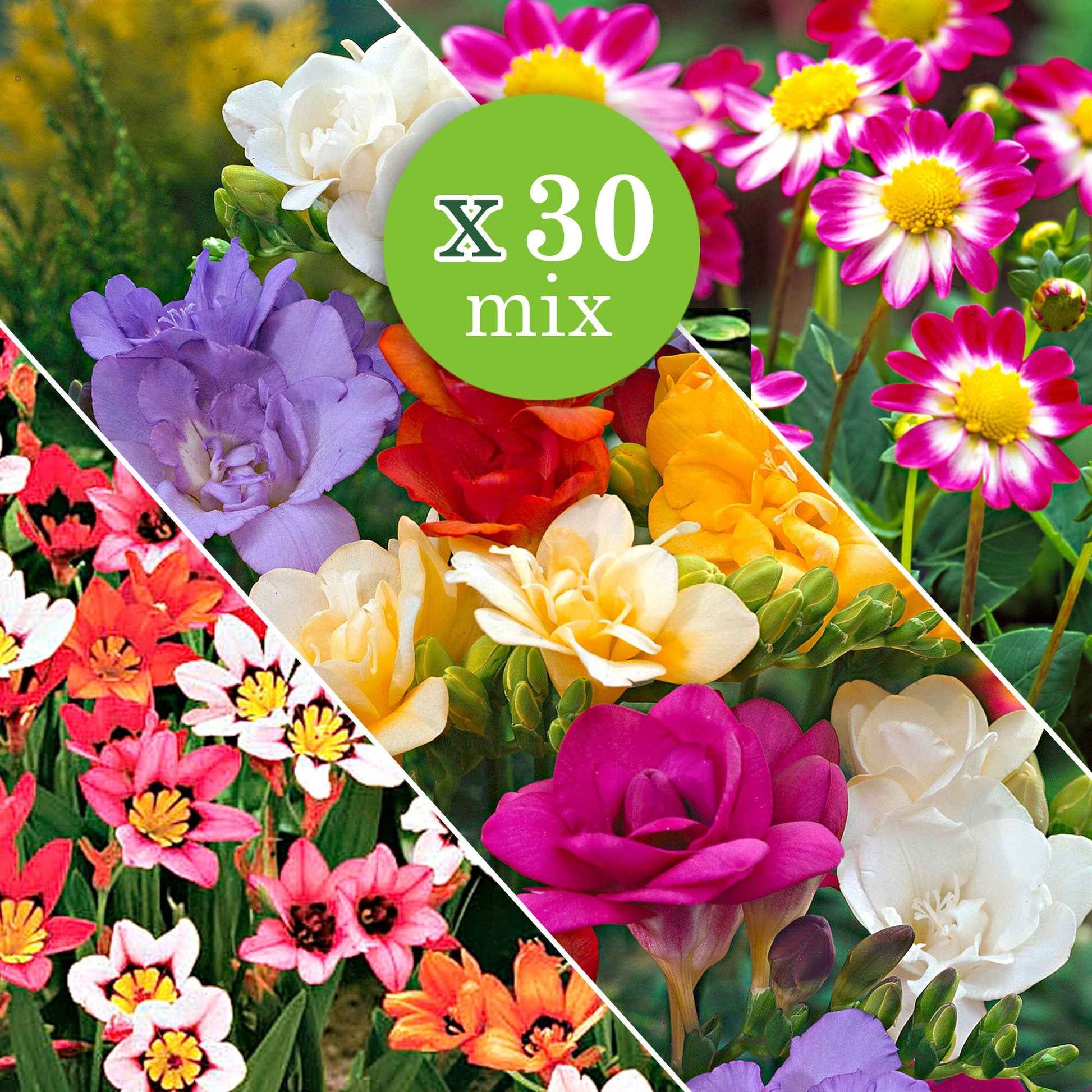 30x Bulbes de fleurs - Mélange - Bulbes de fleurs par catégorie