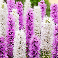 30x Rince-bouteille Liatris 'Alba'  Blanc-Violet - Bulbes de fleurs respectueuses des abeilles