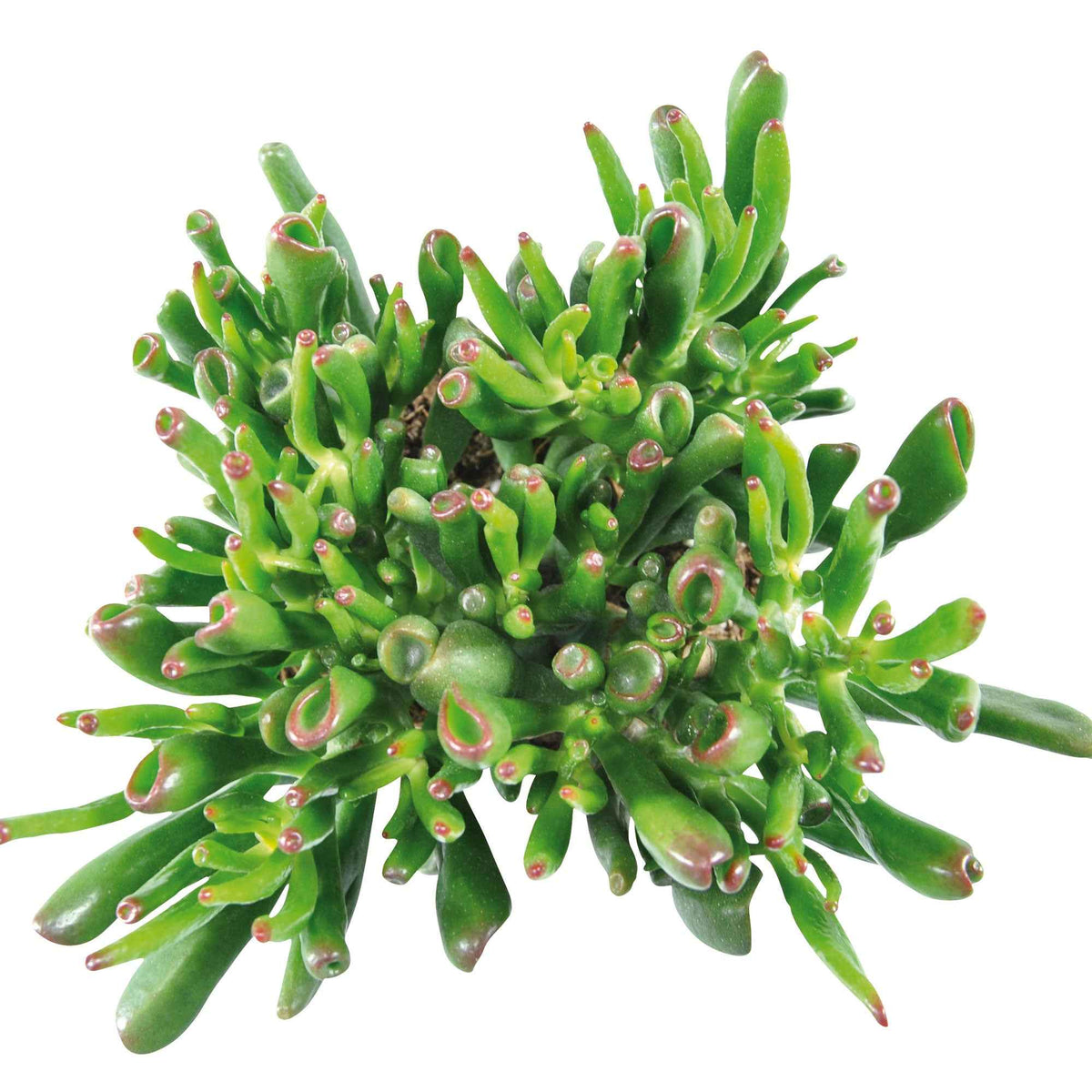Crassula 'Hobbit' - Crassula ovata hobbit - Bakker