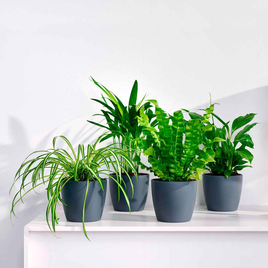Plante d'intérieur facile d'entretien avec cache-pot PLANTE ZZ