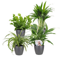 4x Plantes purificatrices d air - 4x plante: Hauteur 25-30 cm, Diamètre 12 cm + 4x pot: Diamètre 12,5 cm x Hauteur 11 cm - Collection colorée - undefined