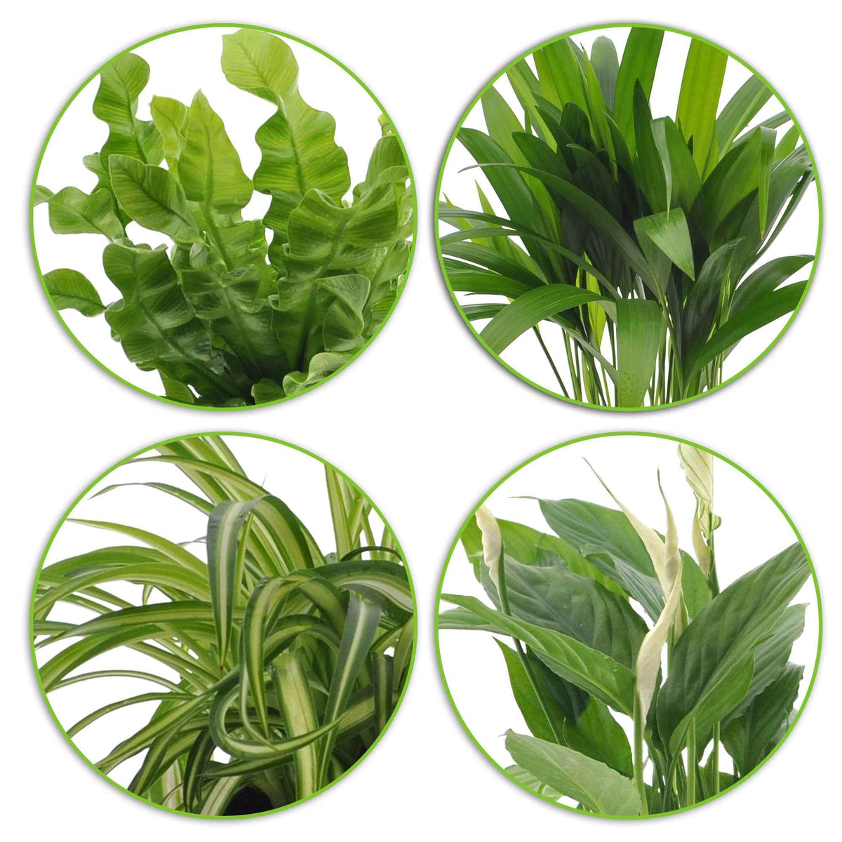 Luchtz. plant 4 st - Collection de plantes dépolluantes et ses cache-pots gris ELHO - Chlorophytum